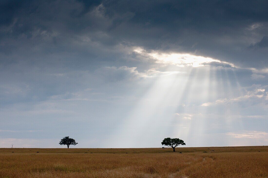 Acacia Trees, Kenya, Africa