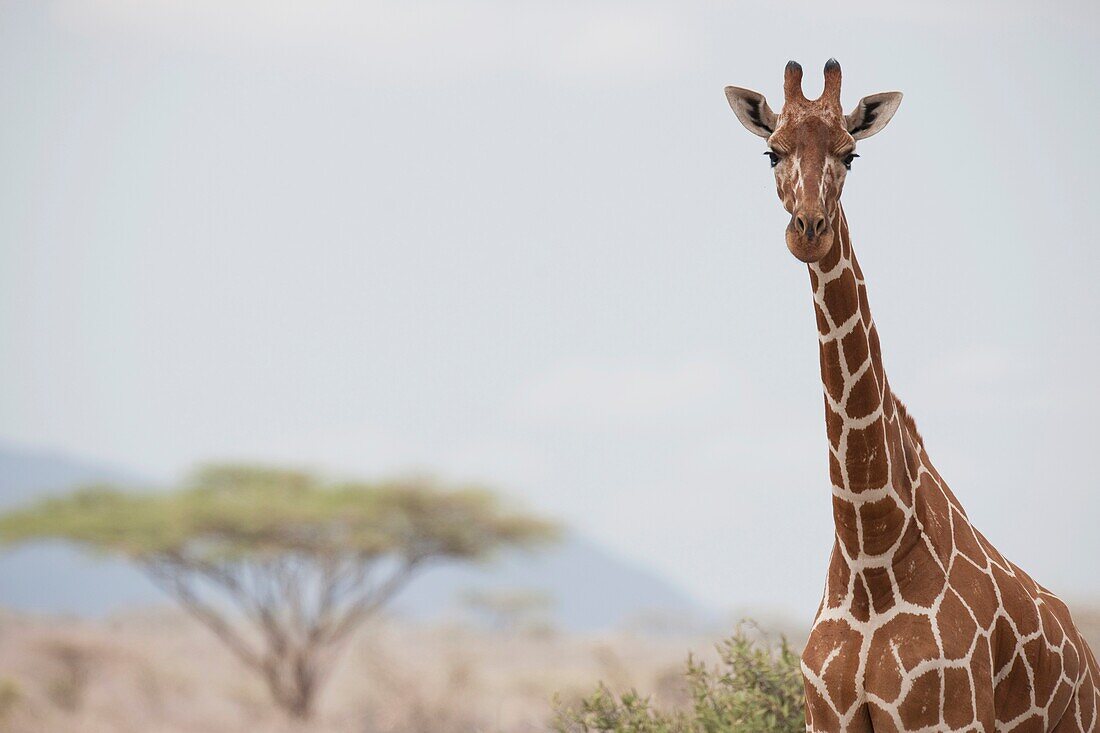 Giraffe (Giraffa Camelopardalis) In Samburu National Reserve; Kenya, Africa