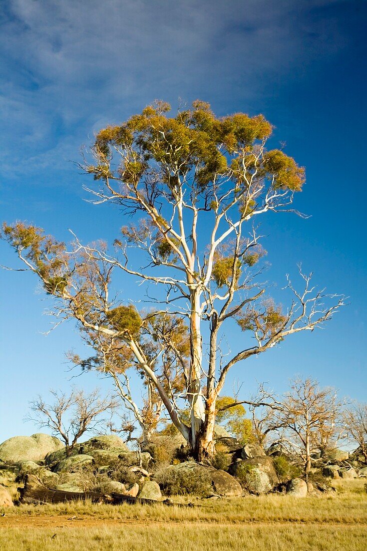 Cooma, Neusüdwales, Australien; Bäume und Felsbrocken