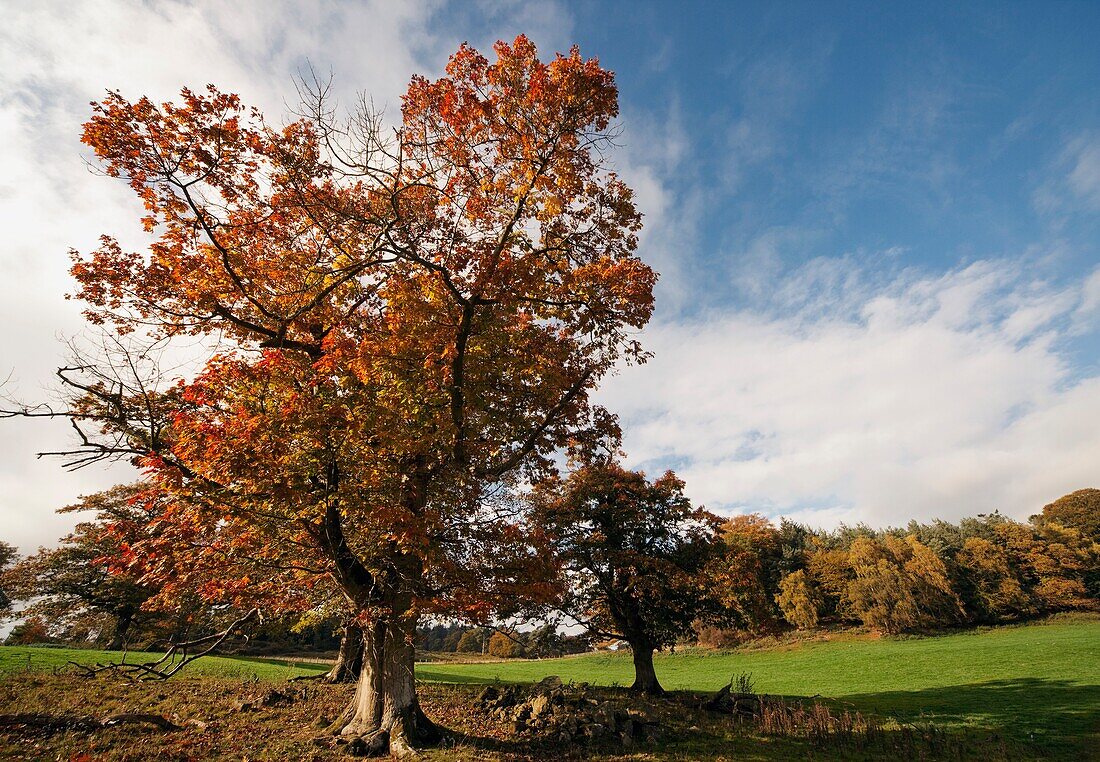 Bäume, Northumberland, England