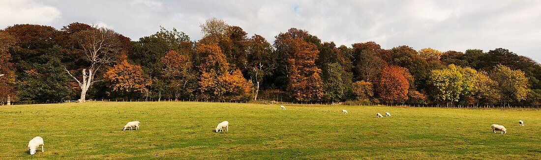 Weidende Schafe auf einer Wiese, Northumberland, England
