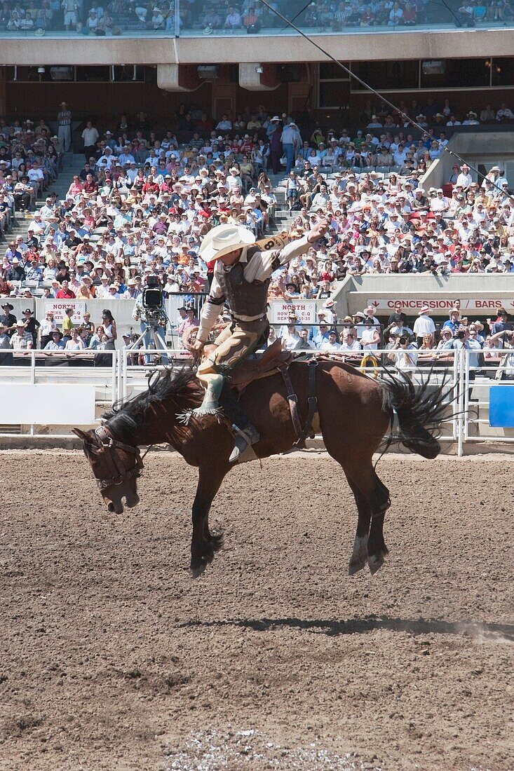 Reiter auf dem Rücken eines Pferdes, Calgary Stampede Rodeo, Calgary, Alberta, Kanada