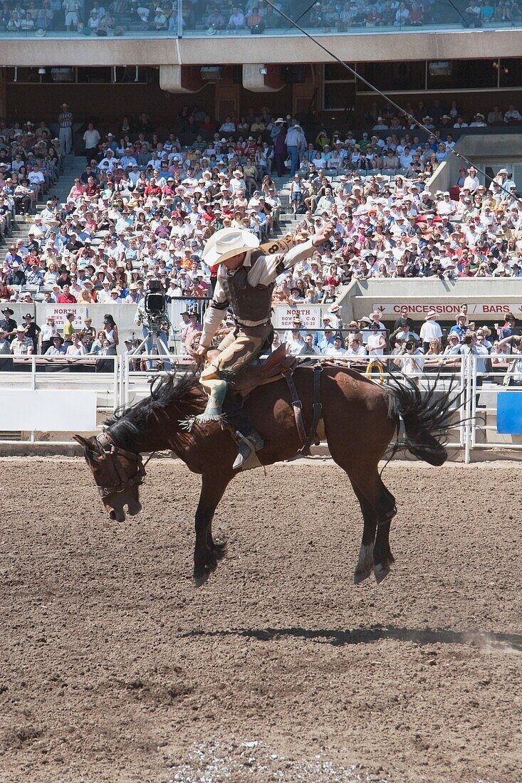 Saddleback Rider, Calgary Stampede Rodeo, Calgary, Alberta, Canada