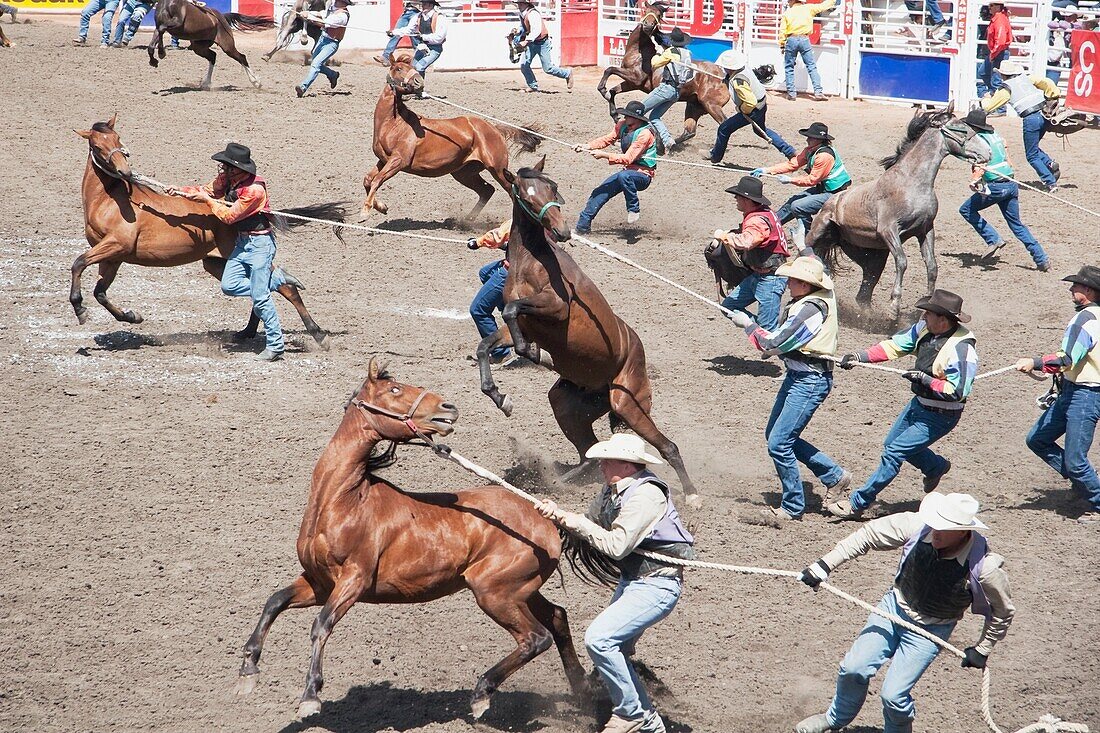 Wild Horse Race, Calgary Stampede Rodeo, Calgary, Alberta, Canada