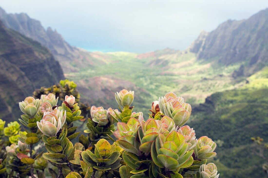 Eine Pflanze mit Blick auf das Kalalau-Tal; Na Pali Coast, Kauai, Hawaii
