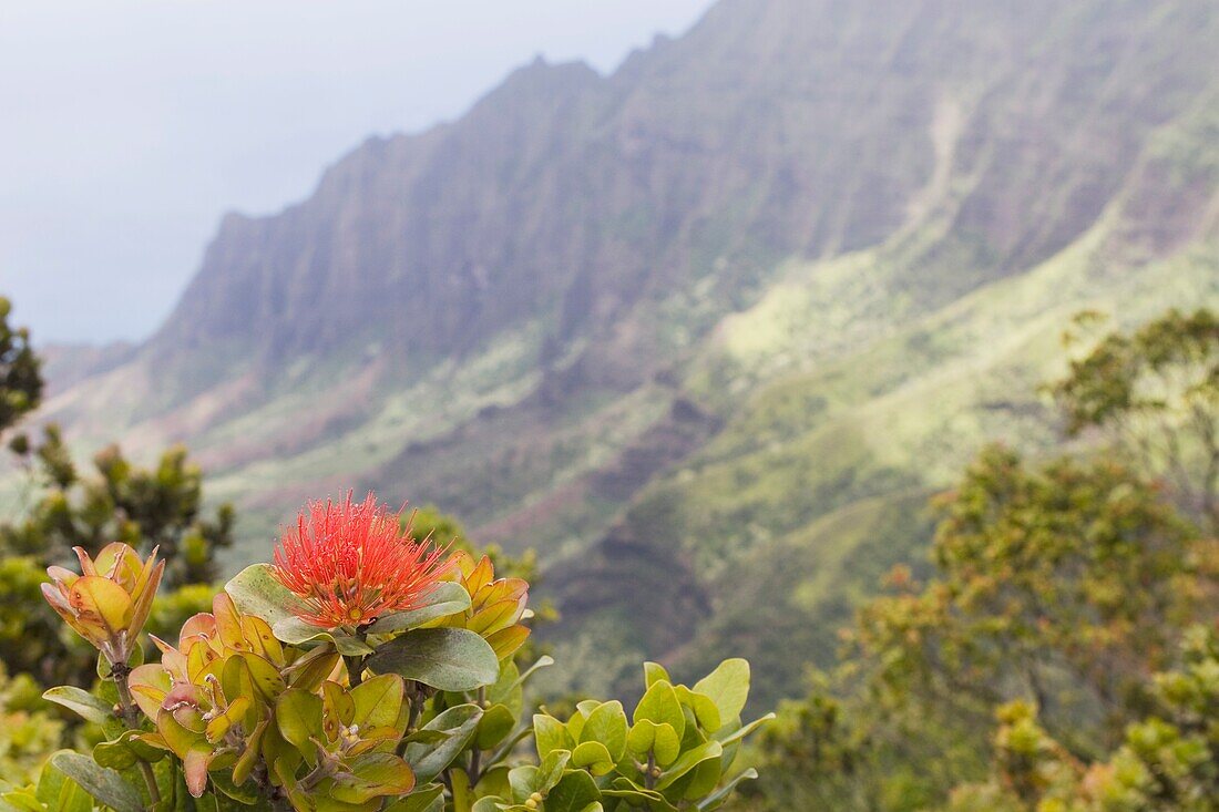 Kalalau Valley, Na Pali Coast State Park, Kauai, Hawaii