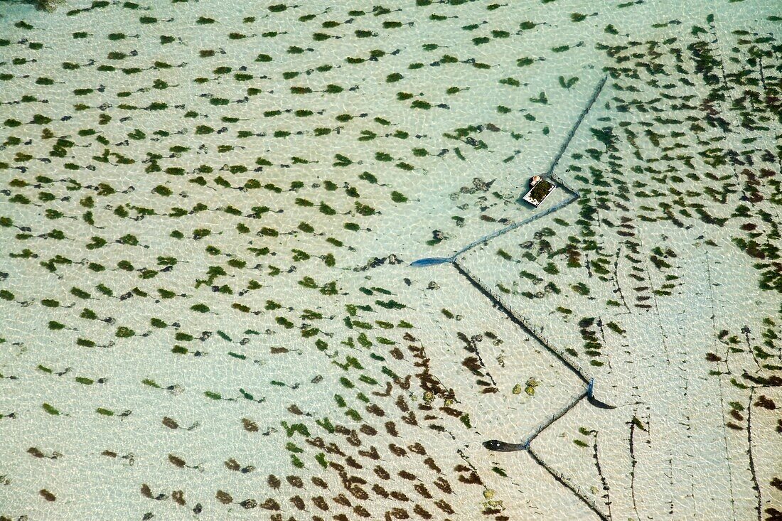 Luftaufnahme der Carrageenan-Seegrasernte auf der Bukit-Halbinsel von Bali; Bali, Indonesien