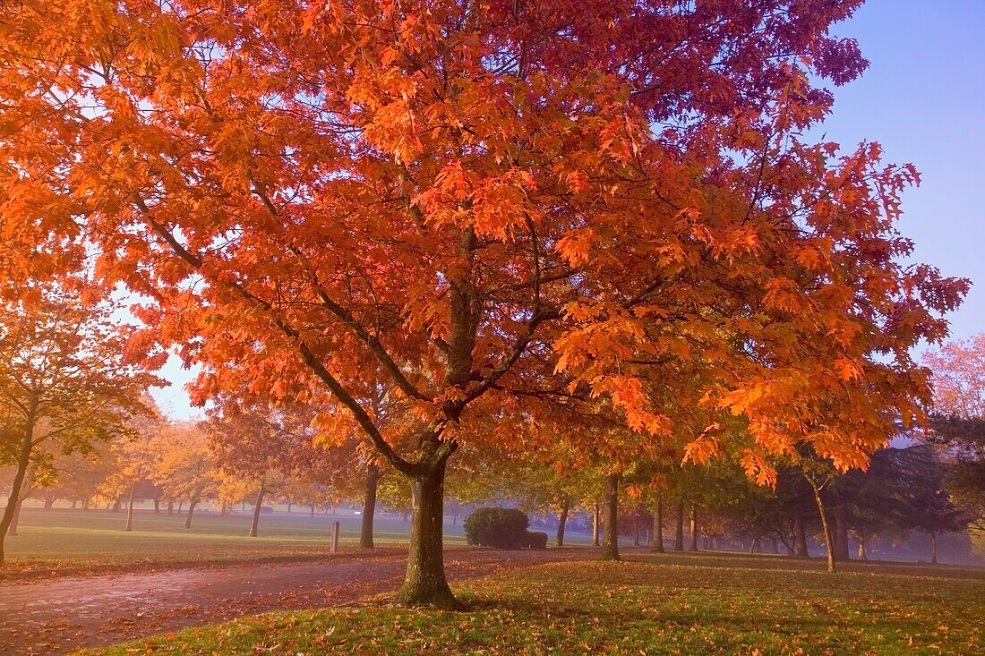 Oregon, United States Of America; Autumn Colored Trees In The Morning Fog