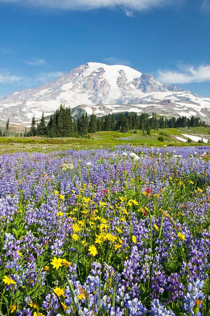 Mount Rainier National Park, Washington, Vereinigte Staaten von Amerika; Wildblumen im Paradise Park mit Mount Rainier im Hintergrund