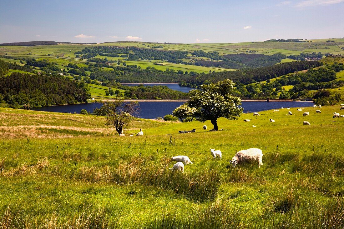 Sheffield, South Yorkshire, England; Schafe grasen auf einer Weide