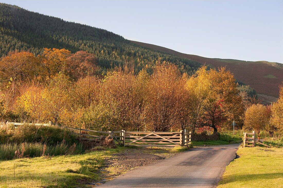 Elsdon Burn, Northumberland, England; Eine Straße und Bäume im Herbst