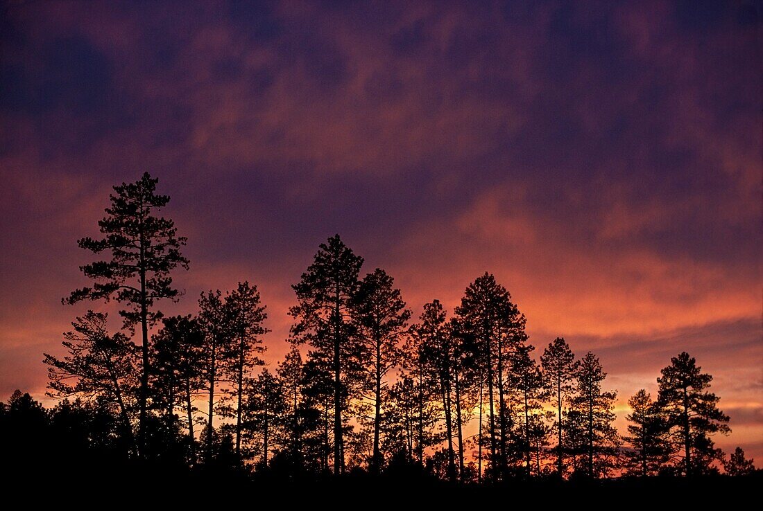 Ponderosa Pine Trees vor einem Sonnenuntergang