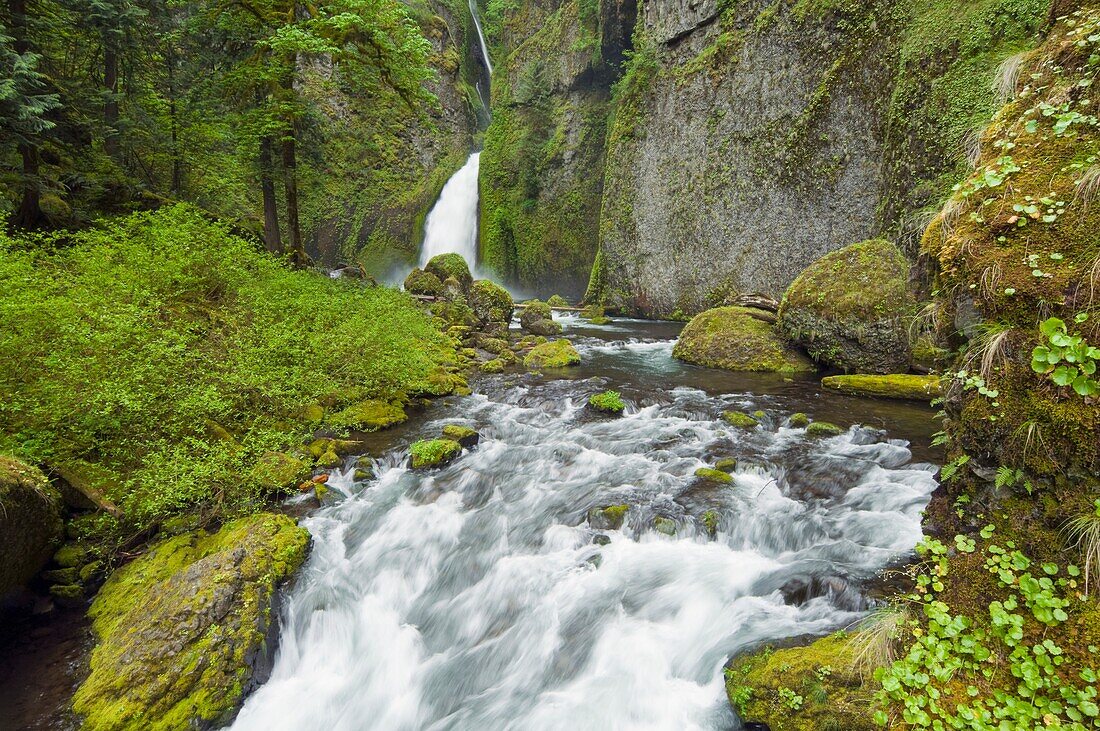 Wahclella Falls And Creek, Columbia River Gorge, Oregon, Vereinigte Staaten Von Amerika
