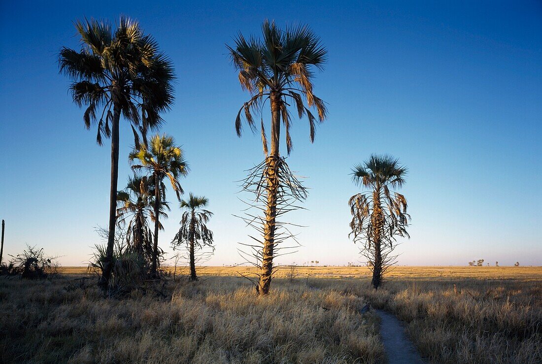 Jack's Camp In Kalahari Desert