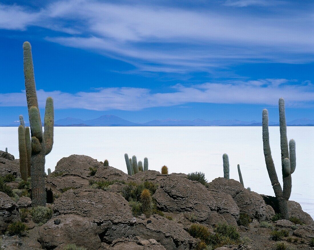 Einheimische Flora, Uyuni Salt Flat