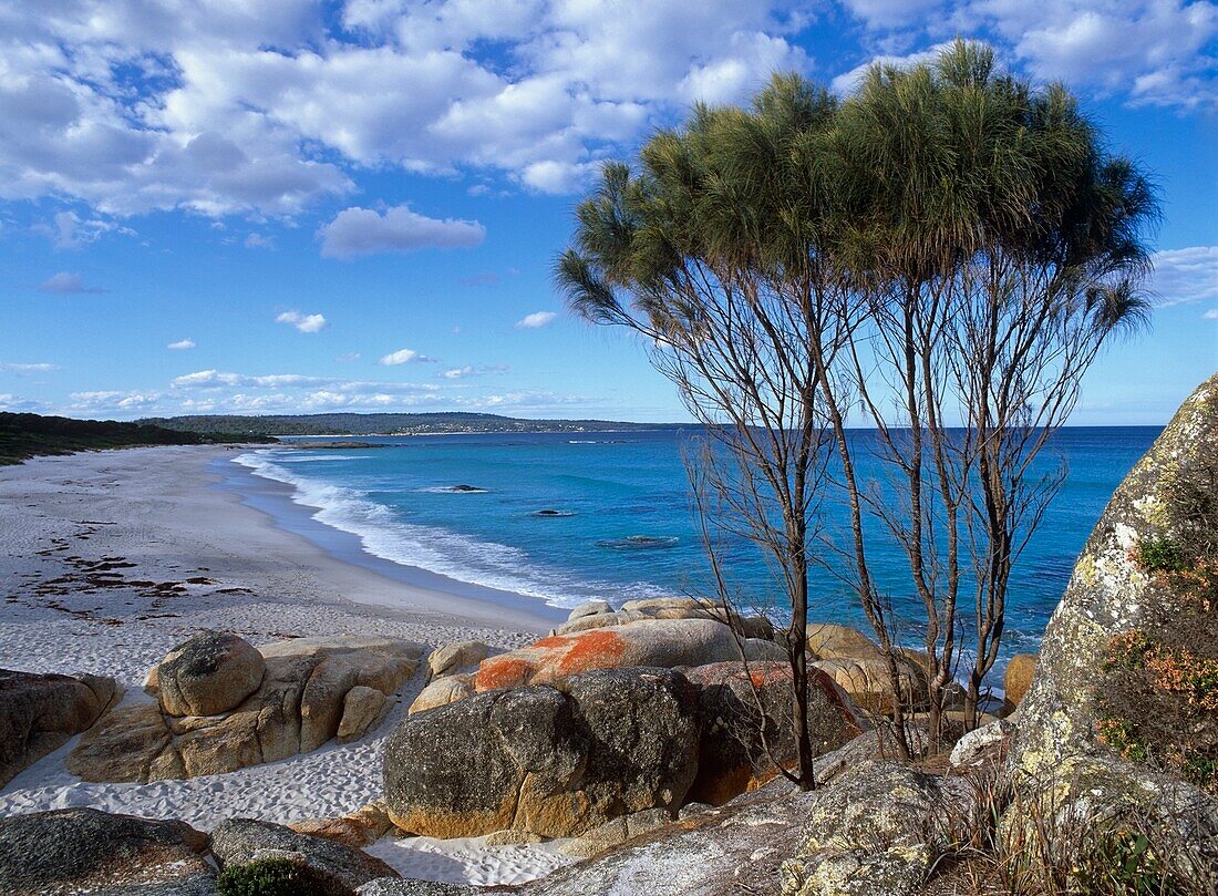 Leerer tasmanischer Strand mit Felsen und Bäumen