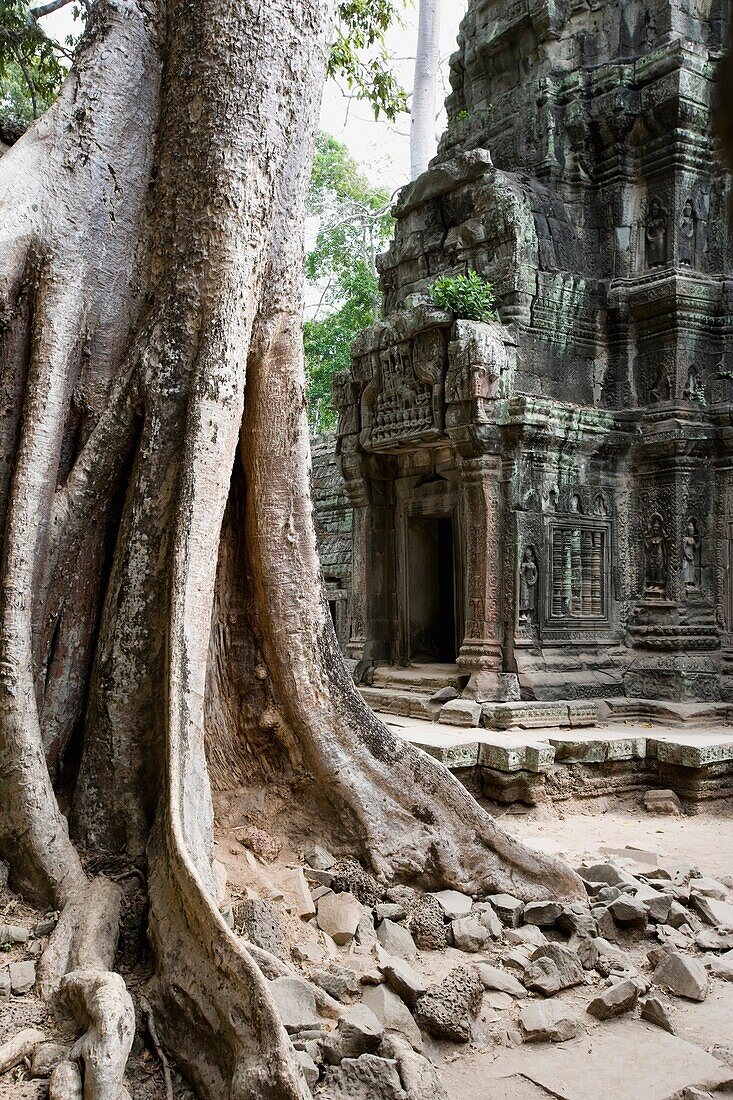Old Tree In Temple In Cambodia
