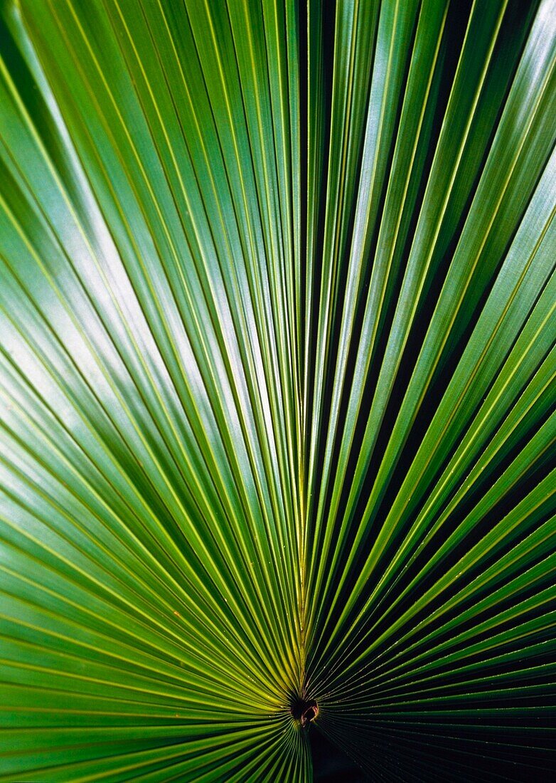 Detail Of A Palm Leaf In The Amazon Rainforest.