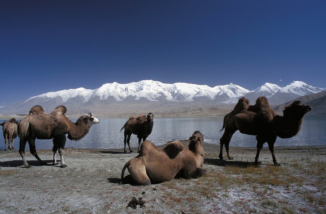 Kamele am Seeufer, majestätische Bergkette im Hintergrund