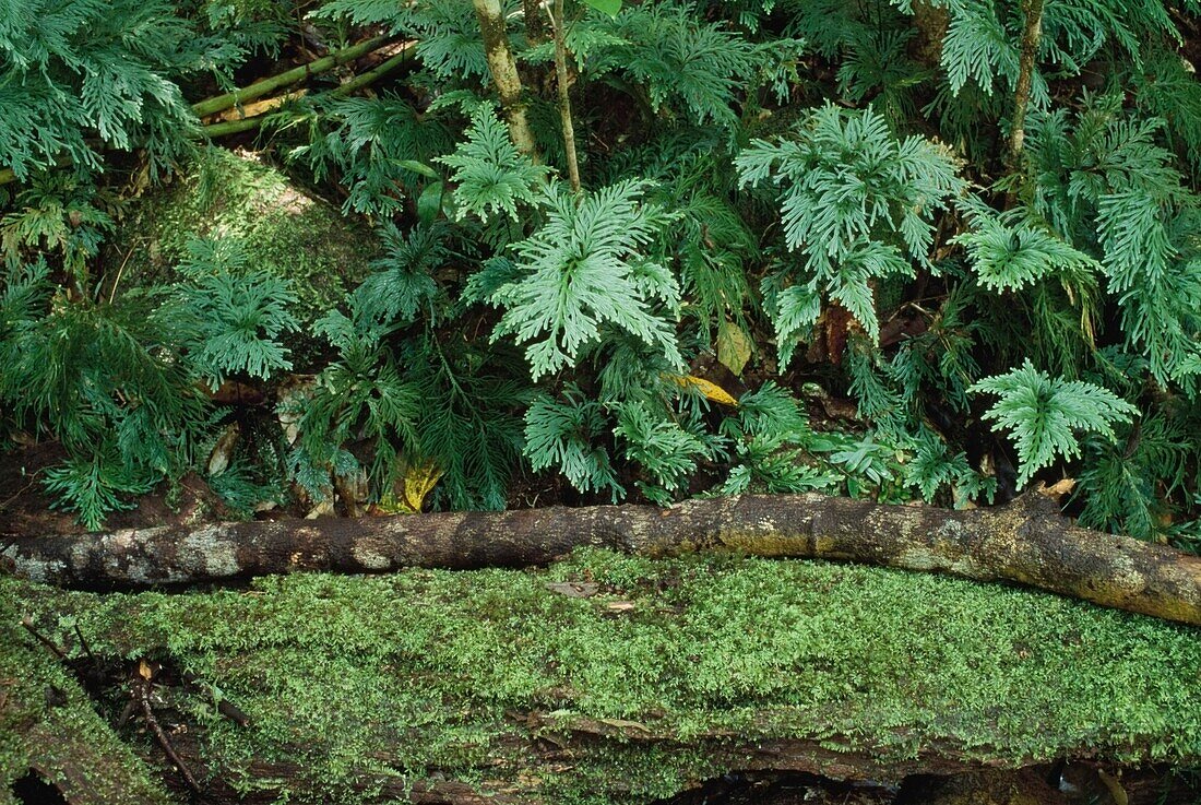 Mossy Rocks In Rainforest