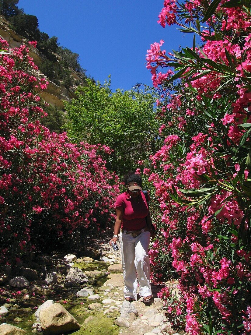 Frau geht zwischen rosa blühenden Sträuchern spazieren