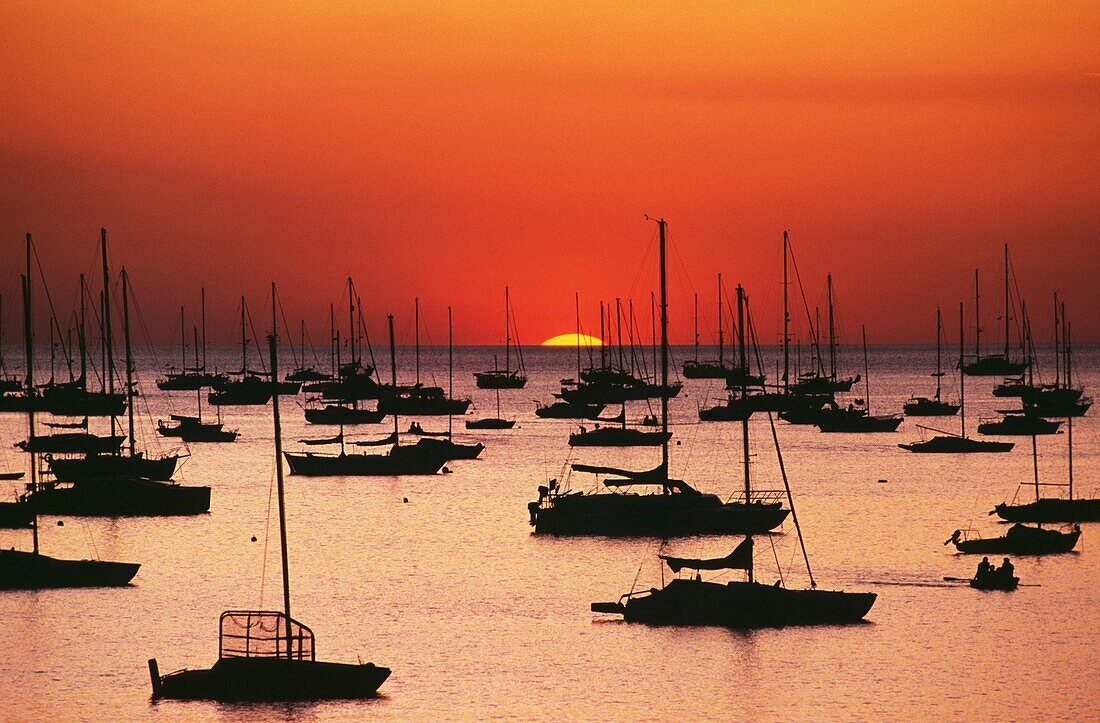 Silhouetted Sailboats In Darwin Harbor