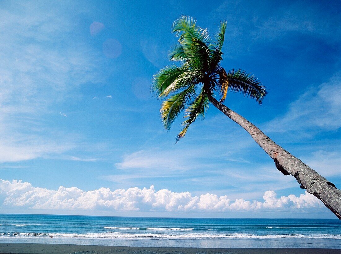 Palm Tree On The Beach