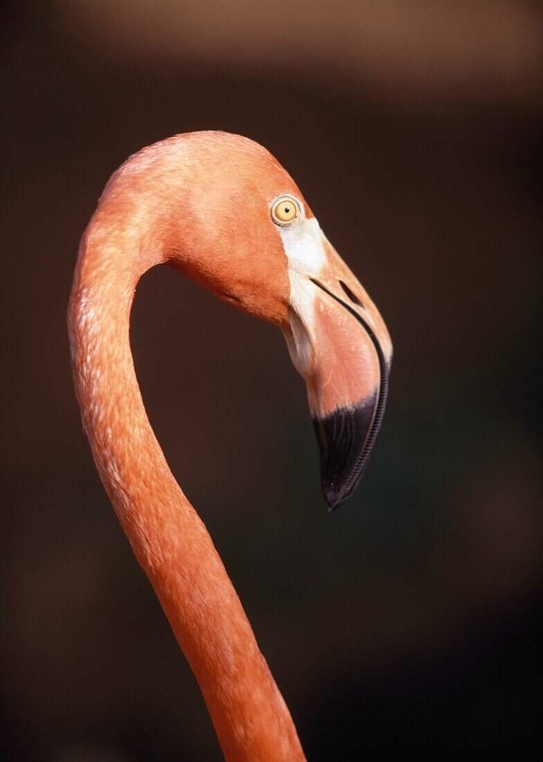 Nahaufnahme eines Flamingos