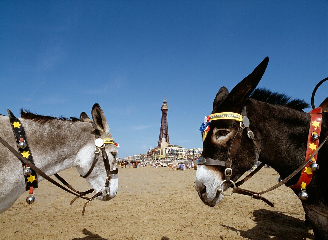 Donkeys On The Beach With Blackpool Tower In The Background