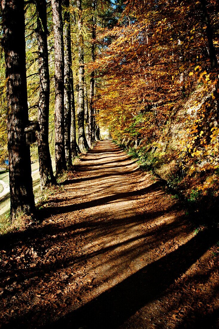 Sunny Woodland Path