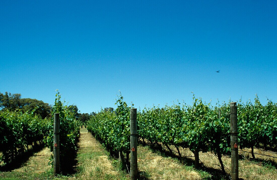 Vineyard