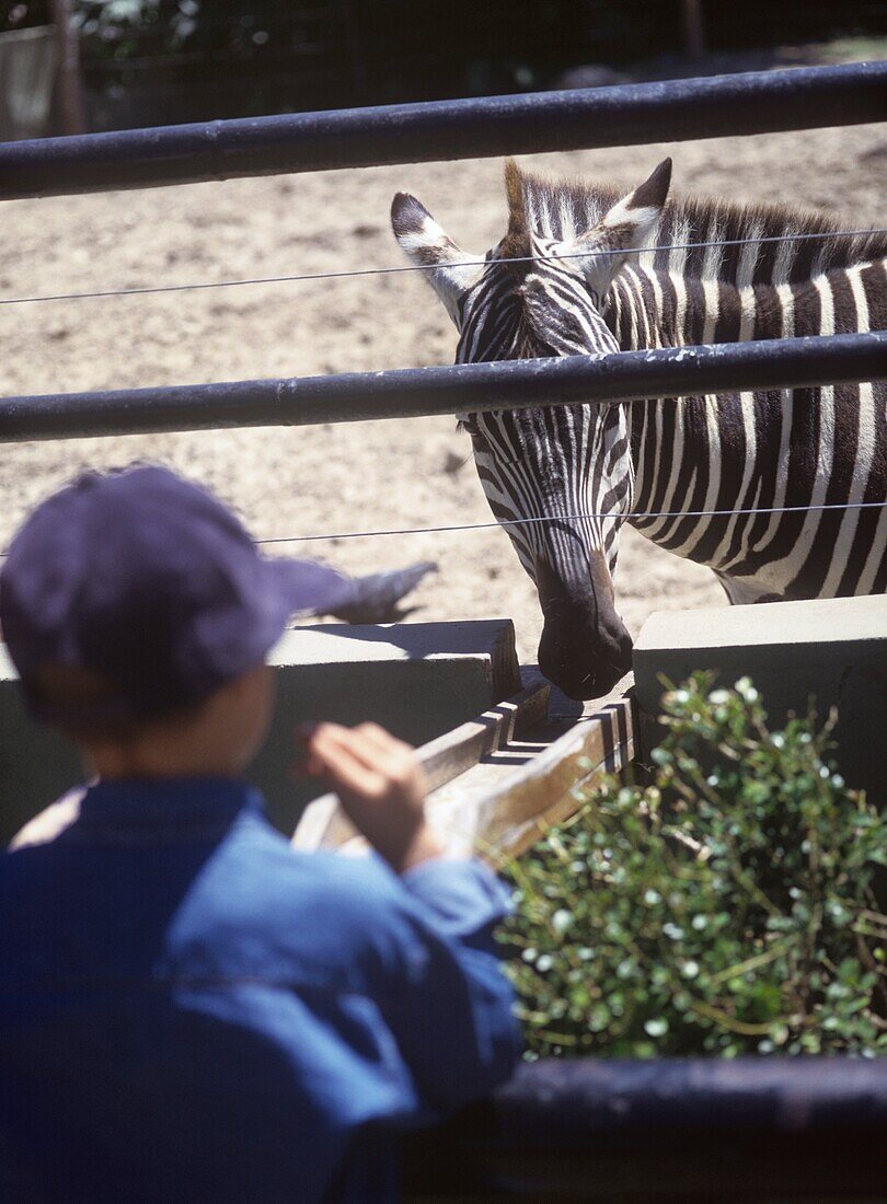 Junge beobachtet Zebra im örtlichen Zoo