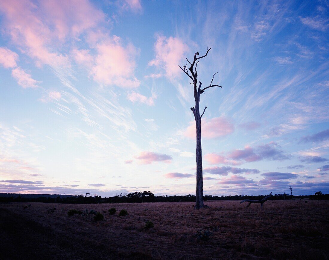 Dead Tree, Margaret River