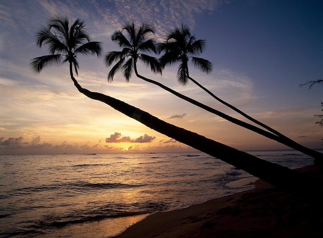 Palm Trees On Beach At Sunset