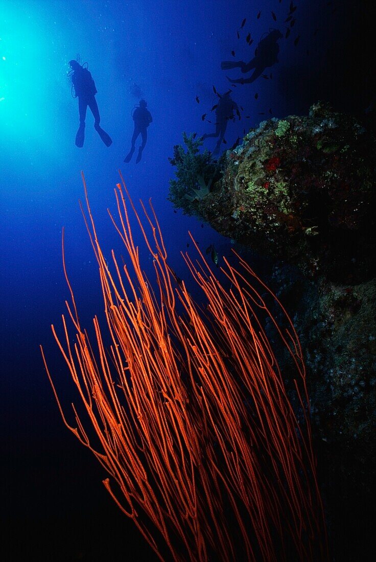 Orange Whip Coral With Four Divers In Background