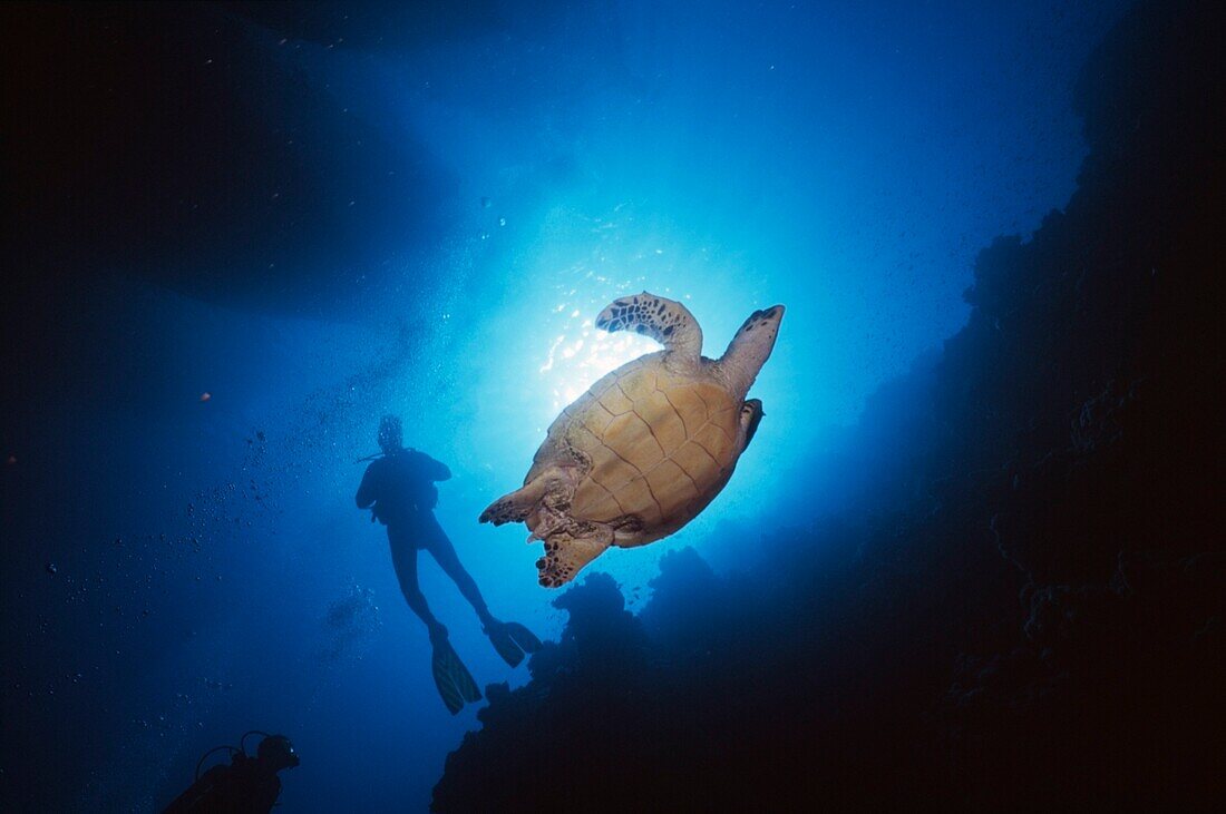 Divers And Hawksbill Turtle Under Boats, Sharm El Sheikh