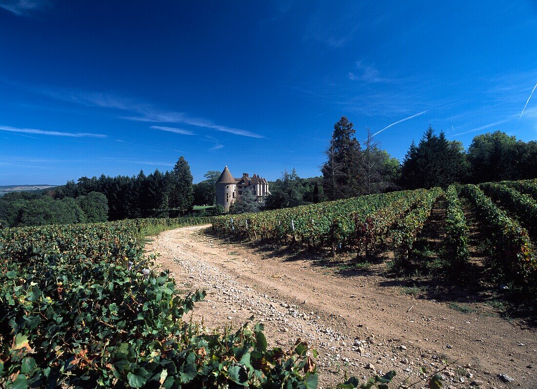 Weinberg in der Nähe von Chateau Marguerite Bourgogne