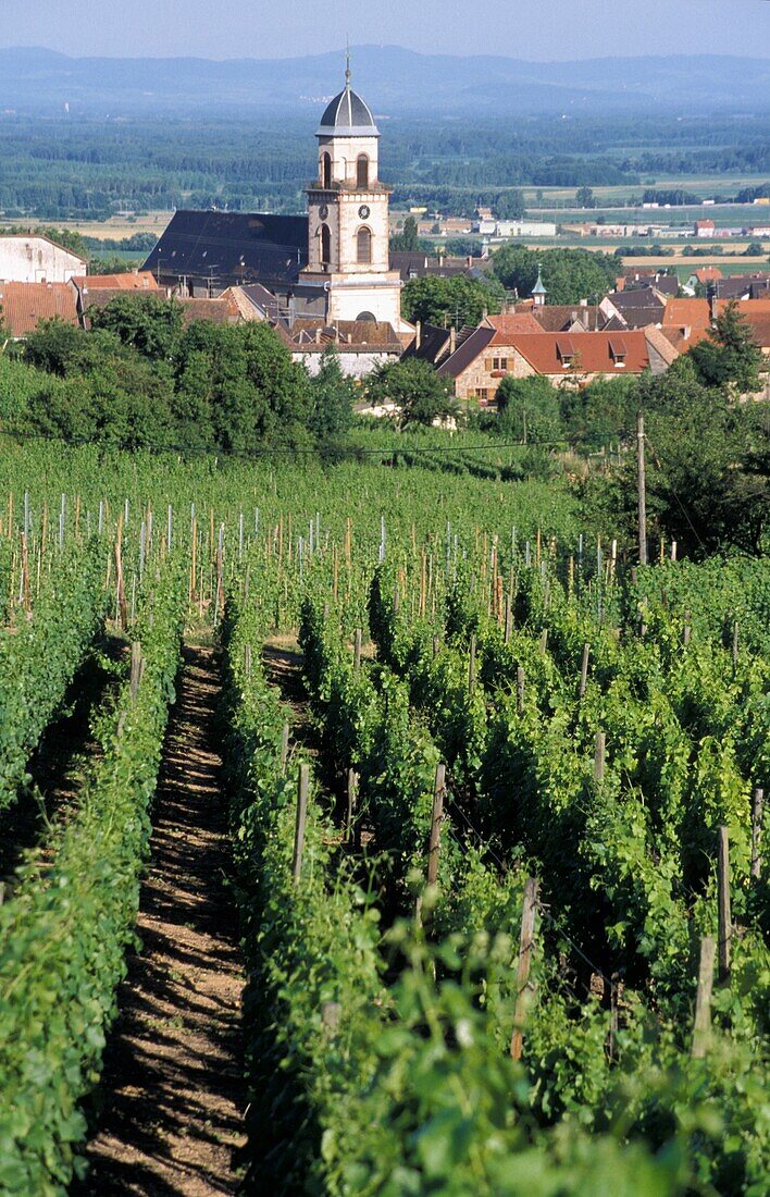 Reihen von Weinstöcken im Weinberg, Dorf im Hintergrund