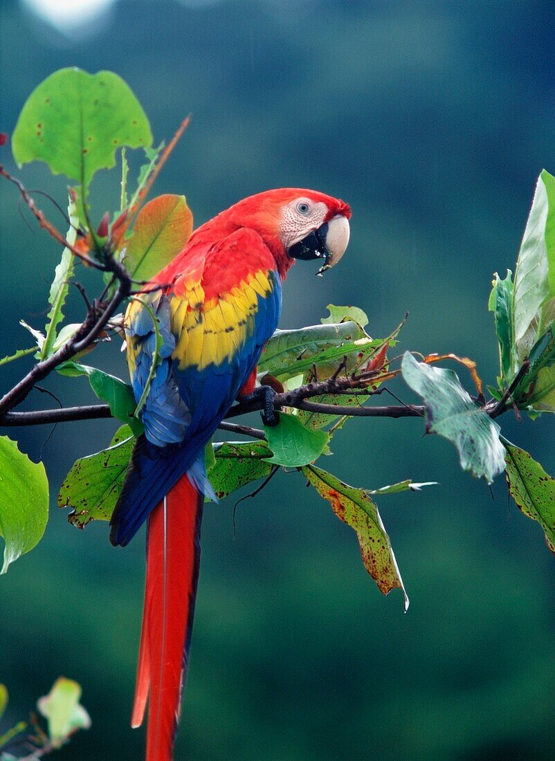 Macaw On Branch In Corcovado National Park