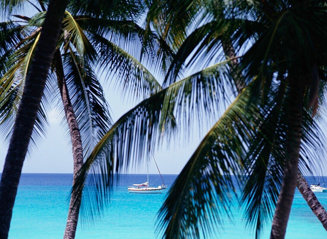 Segelboot durch Palmen gesehen
