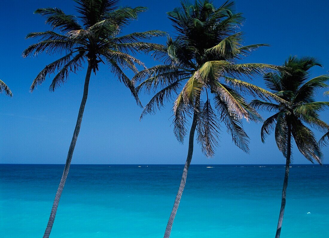 Blick durch Palmen in Richtung Meer