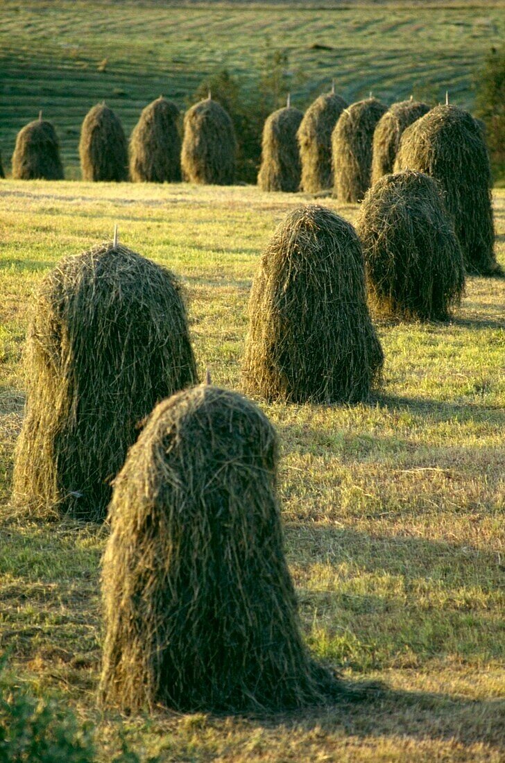 Hay Stacks Lined Up In Green Fields
