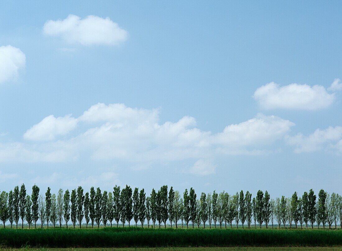 Line Of Trees Beside Road