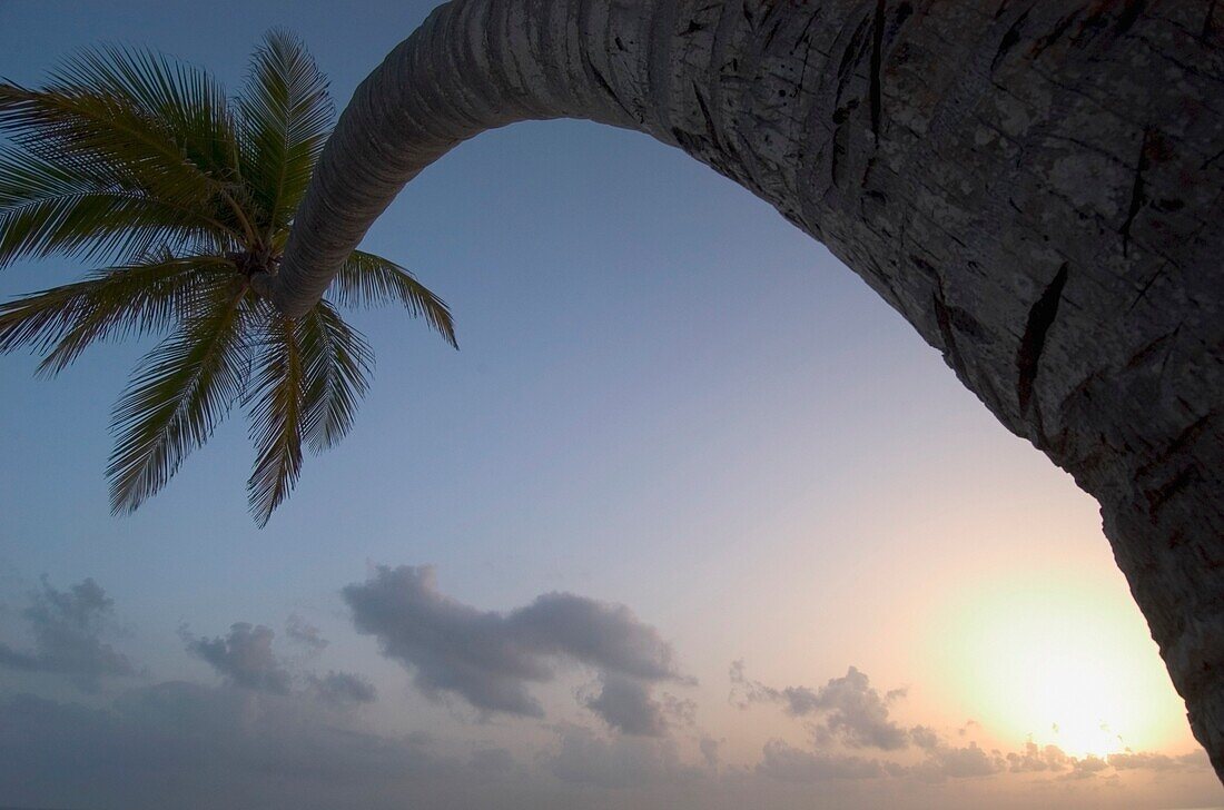 Gebogene Palme bei Sonnenuntergang
