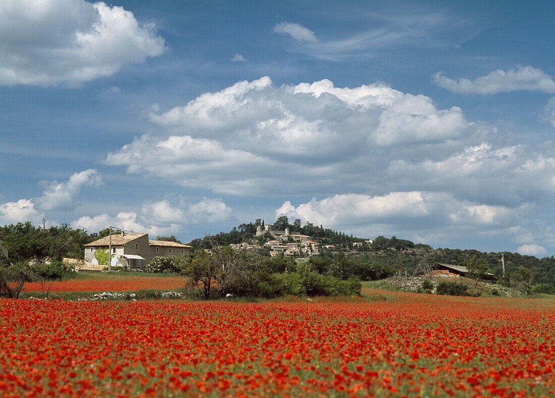 Blick über ein Feld mit roten Mohnblumen in der Provence, Frankreich