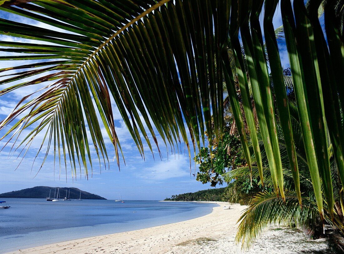 Palm Tree Hanging Over Tropical Beach