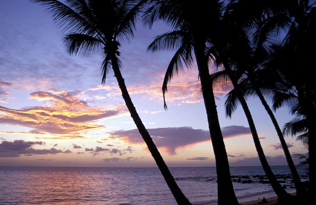 Palm Trees At Sunset