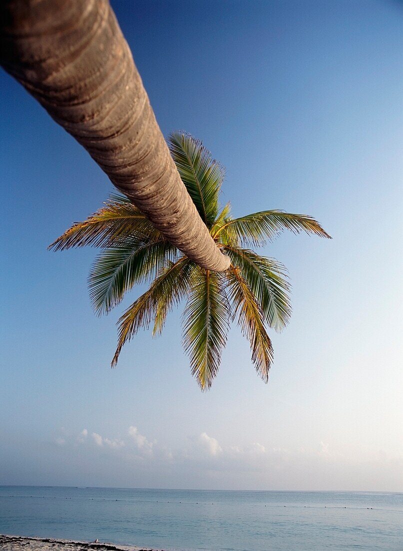 Palme am Bavaro Beach in der Morgendämmerung