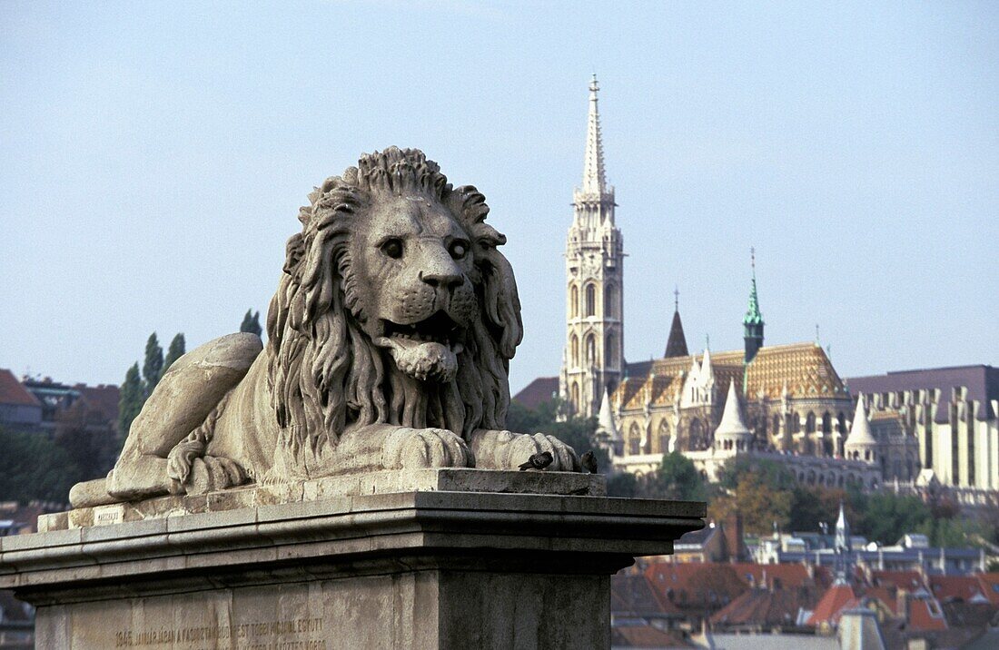 Gotische Matthiaskirche im Hintergrund mit Löwendetail auf Szechenyi Lanchid