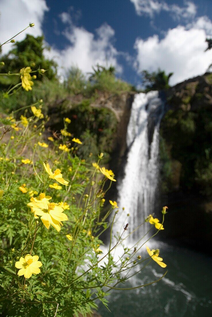 Yellow Flowers In Front Of Concorde Waterfall